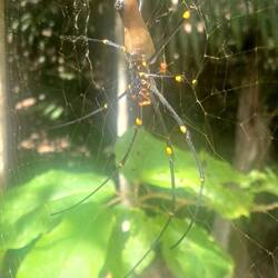 The Golden Orb
