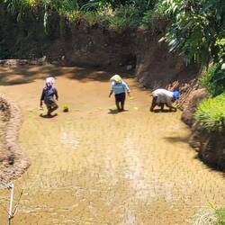 REISPFLANZEN. 3X PRO JAHR