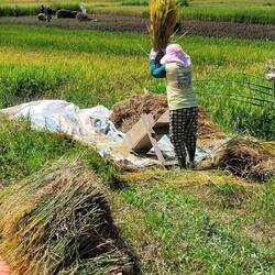 REISERNTE BEI DIESER HITZE