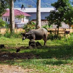 OFT BESITZEN DIE BAUERN 1 BÜFFEL