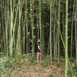 Sophia im Bambuswald