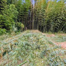 Den Haufen haben wir rausgeschnitten