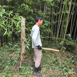 Kurze Einführung in die Bambusbearbeitung