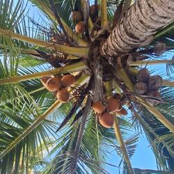 Wenn sie braun werden, wirds gefährlich