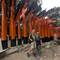There are 50 O-torii Gates at the Shrine