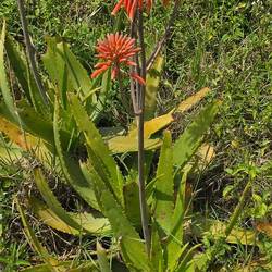 Aloe Vera