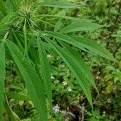 Marijuana!