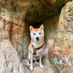 Der kleine Höhlenfuchs