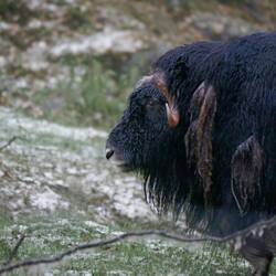 Moschusochse. Klein, aber aggro!