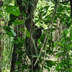 From yesterday. Spot the pangolin in the tree.