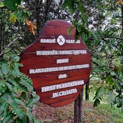 Black truffle plantation