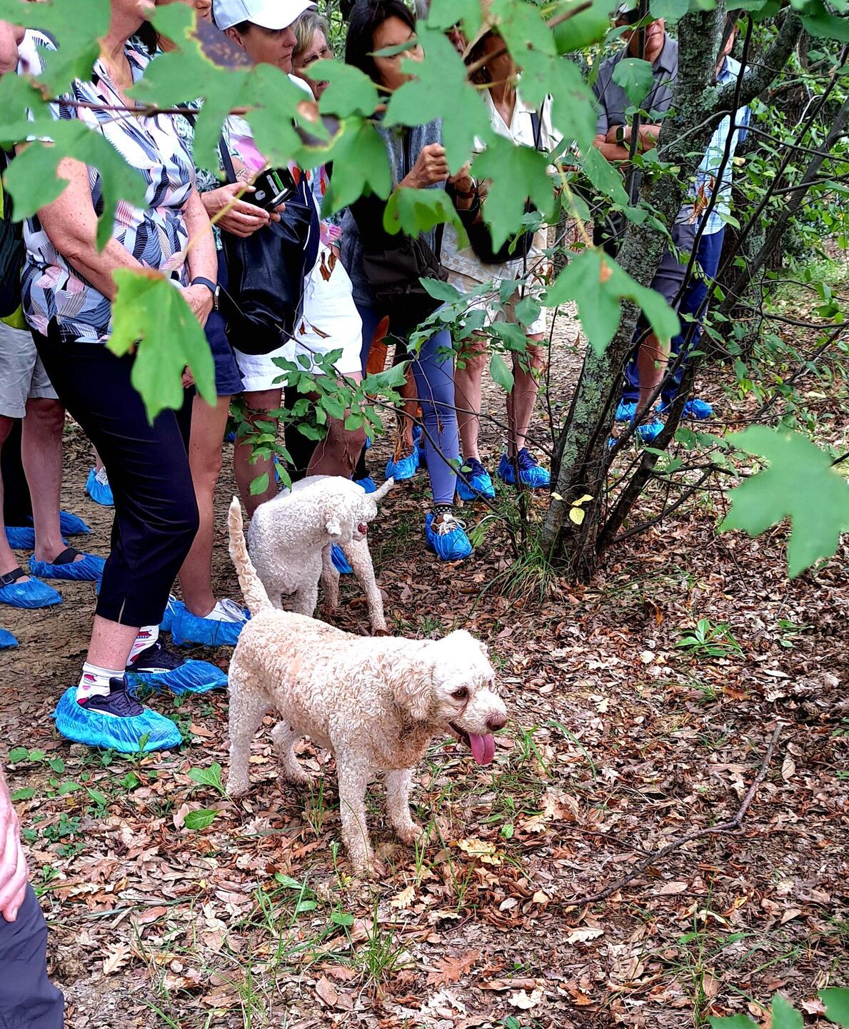 Truffle dogs