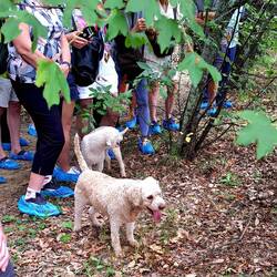 Truffle dogs