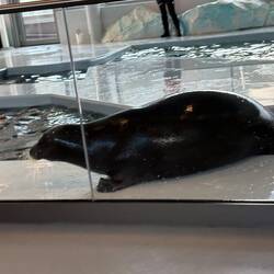 Bearded seal