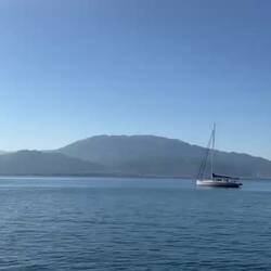 Delphine in der Ankerbucht!