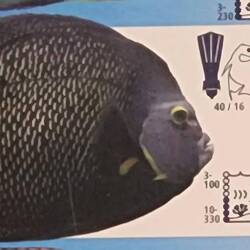 Anglefish (Franzosen Kaiserfisch)