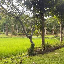 Rice field on the farm