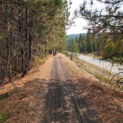 Pine needles cover the trail in various sections