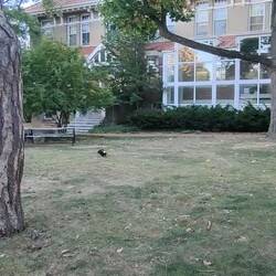 Das kleine Stinktier wollte mich besuchen.