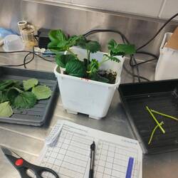 Bei der Erdbeerernte geholfen