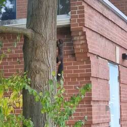 Es gibt hier sooooooooo viele Eichhörnchen