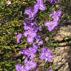 Wildflowers Kalbarri NP