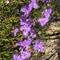 Wildflowers Kalbarri NP