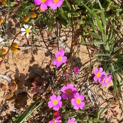 Beautiful wildflowers Kalbarri NP