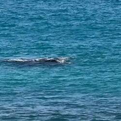 Whale mum and her calf off coast