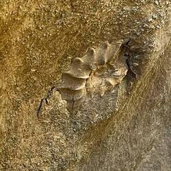 Some pre-historic critter