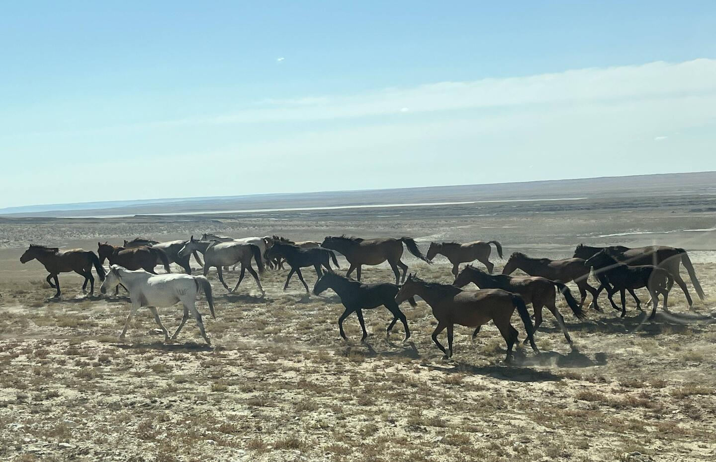 Don't spare the horese