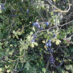 Schlehen am Wegesrand