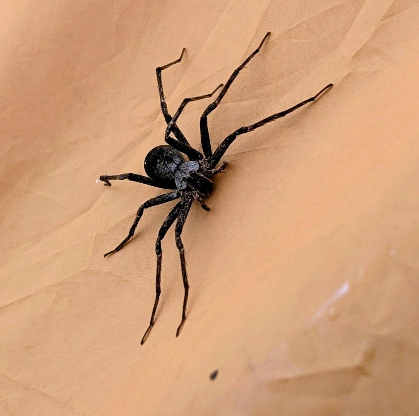 Spinne am Morgen (Lauerspinne, Durchmesser 10cm)