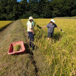 Einen 1m Streifen frei schneiden