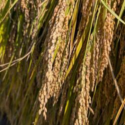 Das sind die Reiskörner