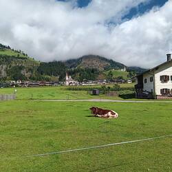 Sally's cow and electric fence