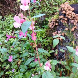 Cashmere balsam flowers and a host of fungi