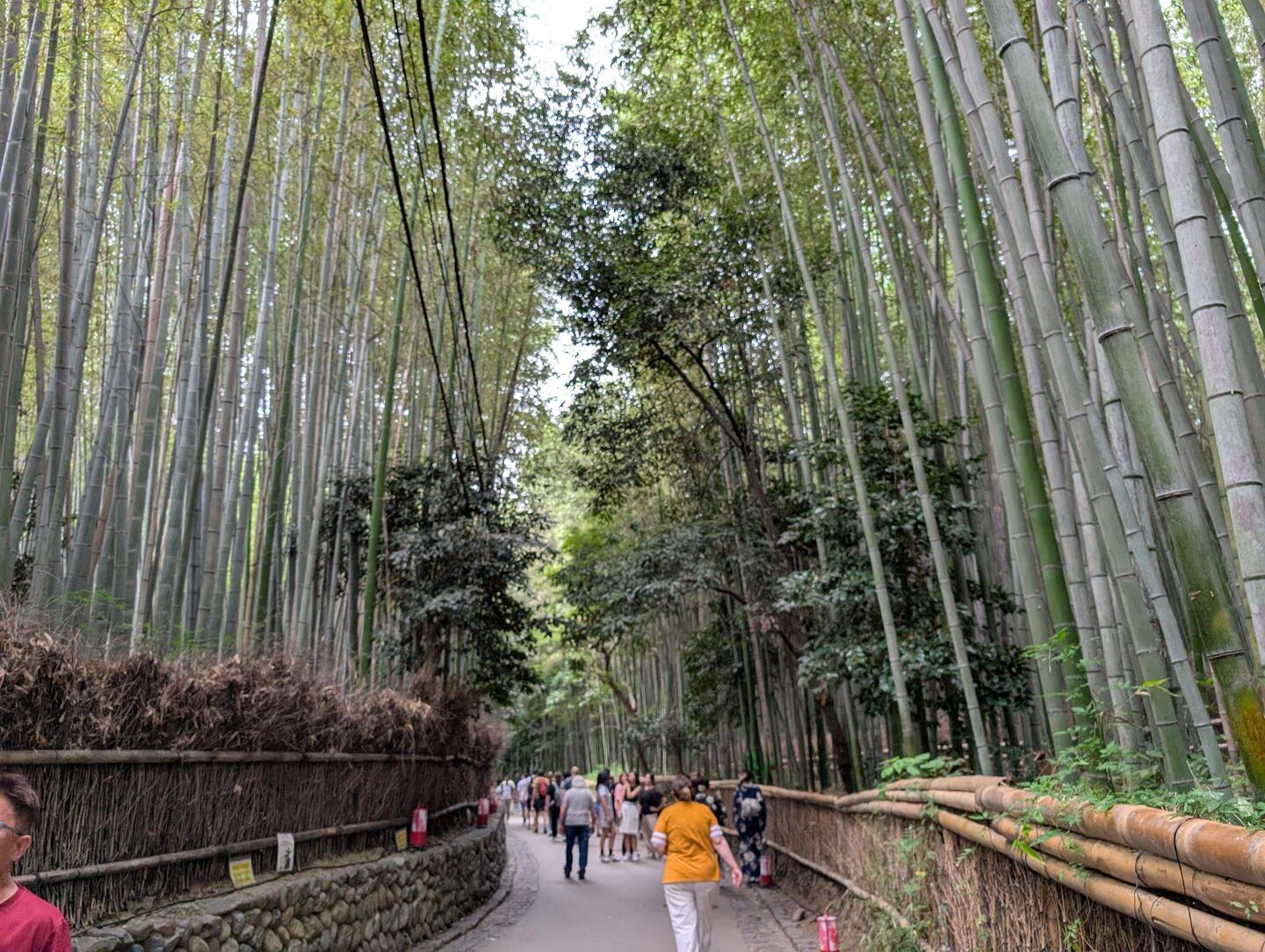 Bamboo Forest