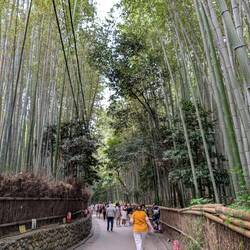 Bamboo Forest