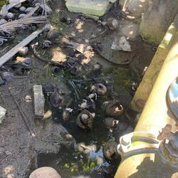 Genau hingucken, dann erkennt man die Krebse.