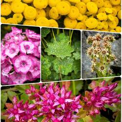 Colorful flowers in a garden near where we come back from our hike — Mürren, Switzerland.