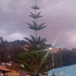 This tree, new to us, is very common as public decoration in Peru