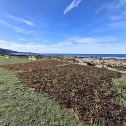 Algenfelder (alte Tradition)