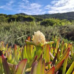 Carpobrotus edulis (gelbe Mittagsblume)