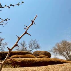 Vor Akaziendornen sollte man sich in Acht nehmen, hier gibt es genug davon