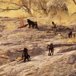 In der Ferne eine Pavianfamilie