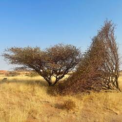 Die rechte Akazie wird zu Feuerholz getrocknet