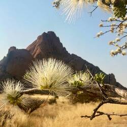 Albizia anthelmintica? hier Kapernstrauch genannt