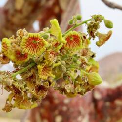 Blüte eines Star chestnut Baumes, Sterculia africana