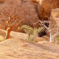 Butterbäume = Cyphostemma